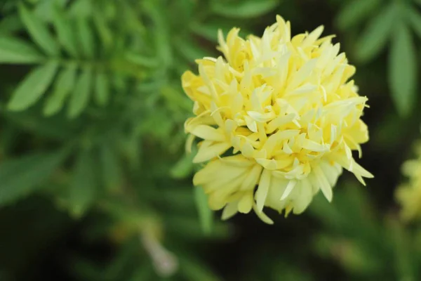 Żółty kwiat jest piękna w ogrodzie — Zdjęcie stockowe