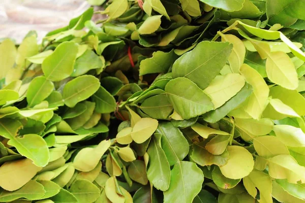 Hojas de lima Kaffir para cocinar en el mercado — Foto de Stock