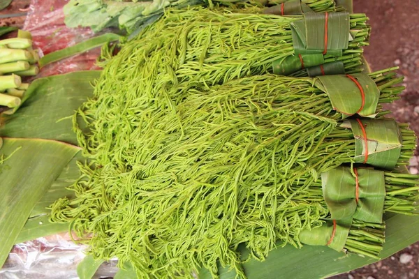 Acacia pennata for cooking at street food — Stock Photo, Image