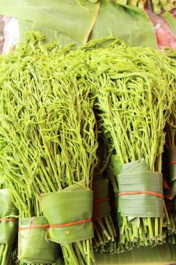 Akasya pennata sokak gıda yemek pişirmek için