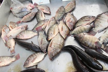 Taze balık sokak gıda yemek pişirmek için