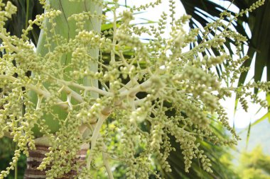 Ağaç doğa ile Palm'da tembul