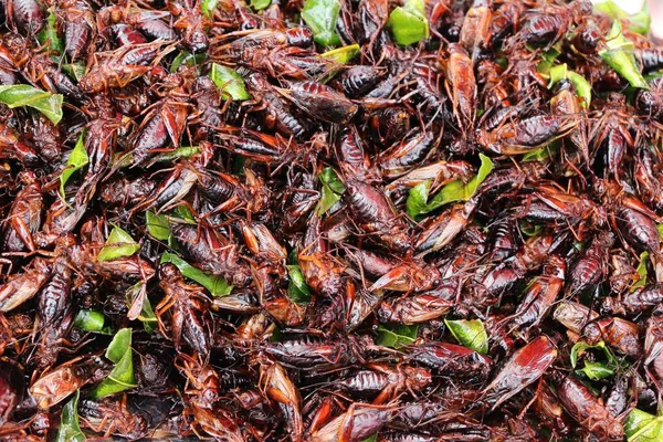 Insectes frits est délicieux à la nourriture de rue — Photo