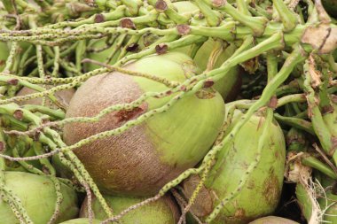 Hindistan cevizi meyve sokak gıda lezzetlidir