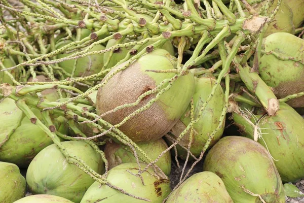 Kokosnoot vrucht is heerlijk op straat eten — Stockfoto