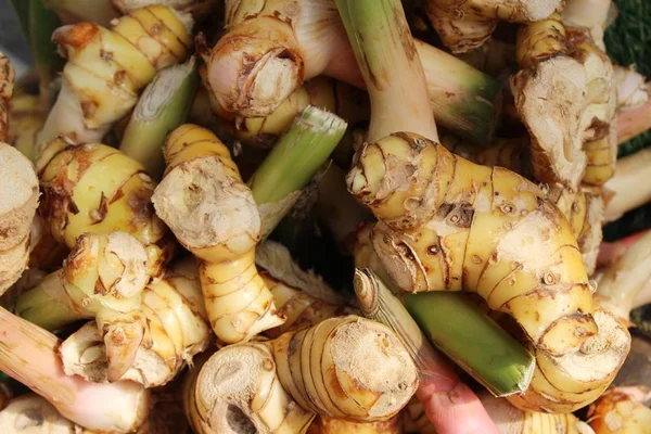 Fresh galangal for cooking in the market — Stock Photo, Image