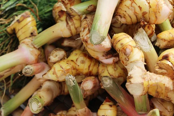 Galangal fresco per cucinare nel mercato — Foto Stock