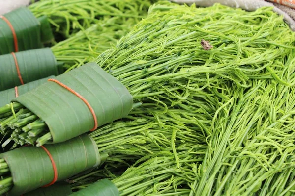 Acacia pennata for cooking at street food — Stock Photo, Image