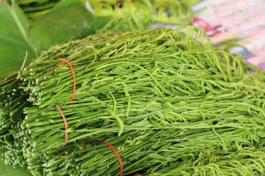 Akasya pennata sokak gıda yemek pişirmek için