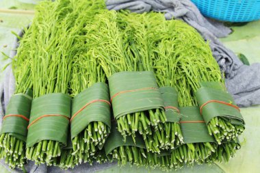 Akasya pennata sokak gıda yemek pişirmek için