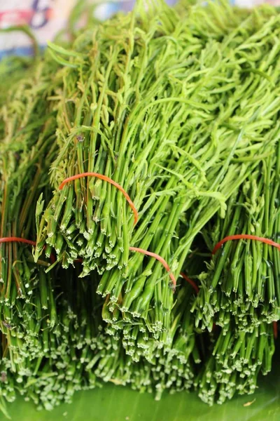 Acacia pennata voor het koken op straat eten — Stockfoto