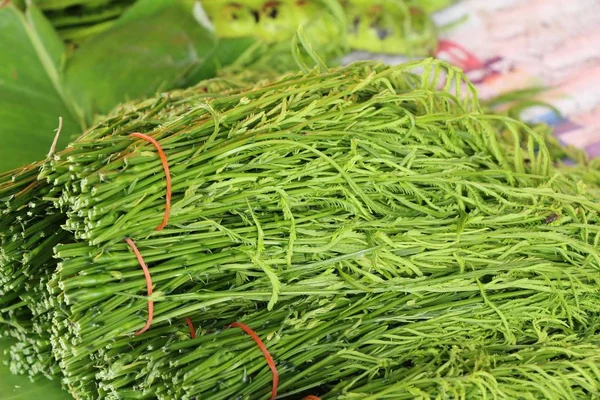 Acacia pennata voor het koken op straat eten — Stockfoto