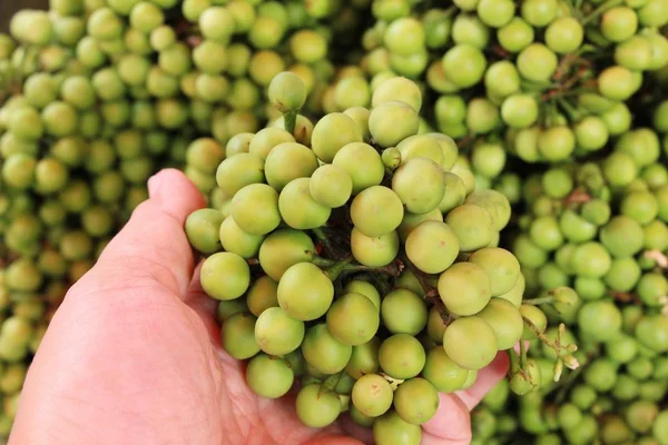 Čerstvé organické lilku green je parta — Stock fotografie