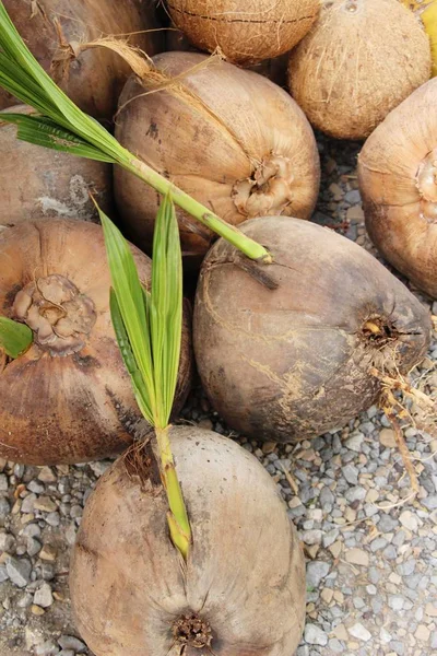 Coconut ovoce je vynikající na rychlé občerstvení — Stock fotografie
