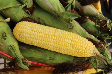 Mısır Mısır koçanı sokak gıda lezzetlidir