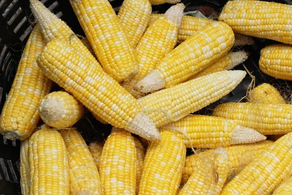 Corn cob is delicious at street food