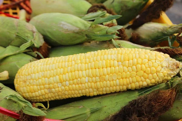 La mazorca de maíz es deliciosa en la comida callejera —  Fotos de Stock