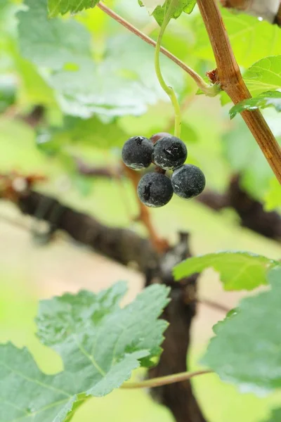 Fresh grapes in the vineyard with nature — Stock Photo, Image