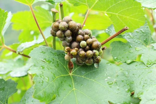 Świeże winogrona w winnicy z naturą — Zdjęcie stockowe