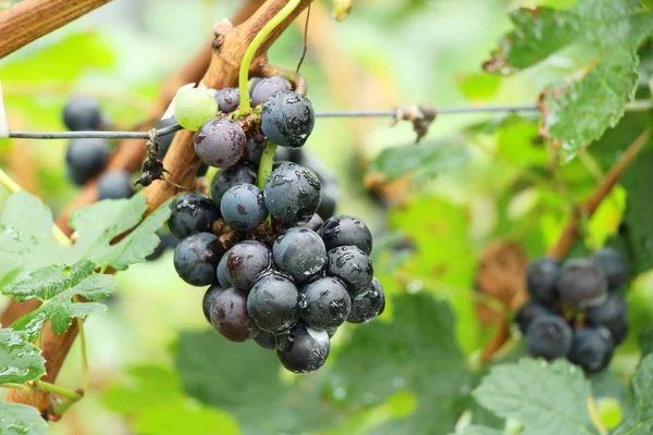 Raisins frais dans le vignoble avec la nature — Photo