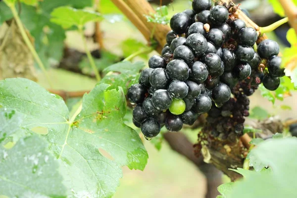 Raisins frais dans le vignoble avec la nature — Photo