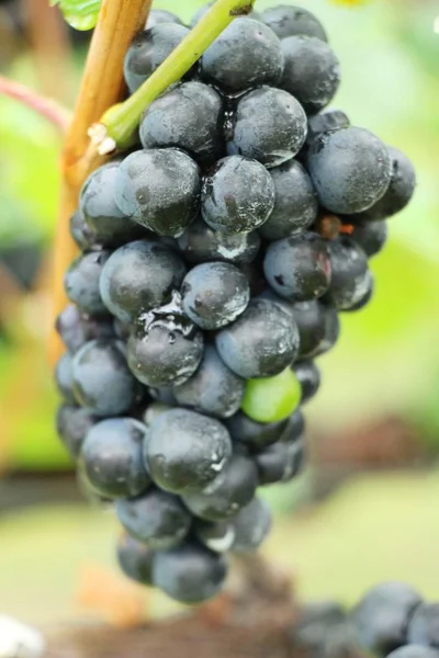 Uvas frescas en el viñedo con la naturaleza — Foto de Stock