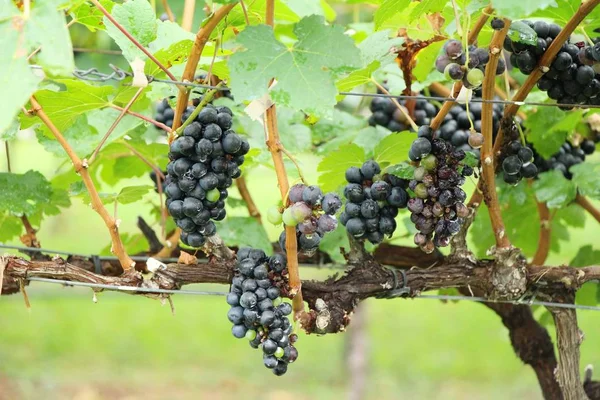 Fresh grapes in the vineyard with nature — Stock Photo, Image