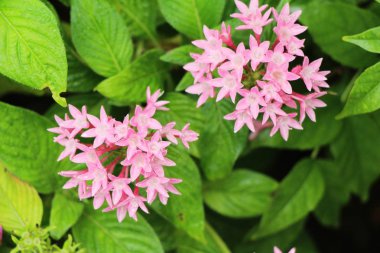 Pembe Çiçek bahçesinde güzelliktir