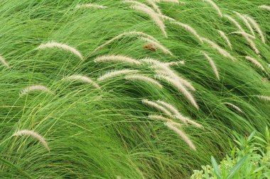 Çimen çiçekler güzel doğa