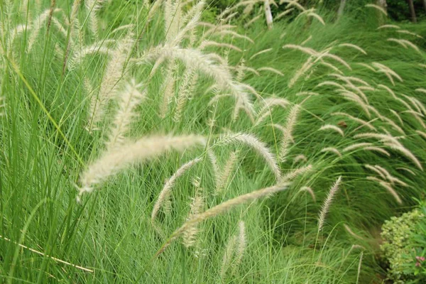 Gras bloeit op mooi in de natuur — Stockfoto