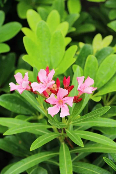 Flores de azalea es hermoso en el jardín —  Fotos de Stock