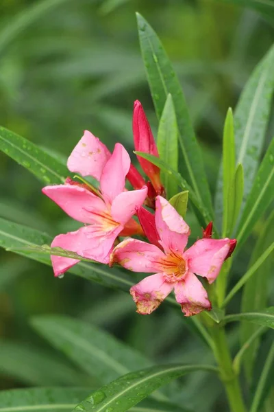 Azalea цветы красивы в саду — стоковое фото