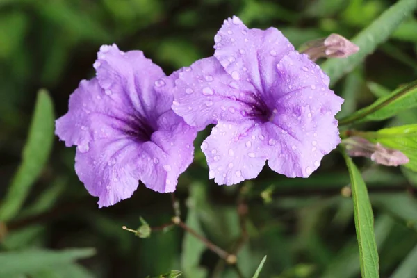 Фіолетова квітка краса в саду — стокове фото