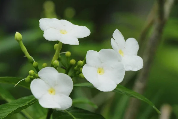 Il fiore bianco è bellezza in giardino — Foto Stock