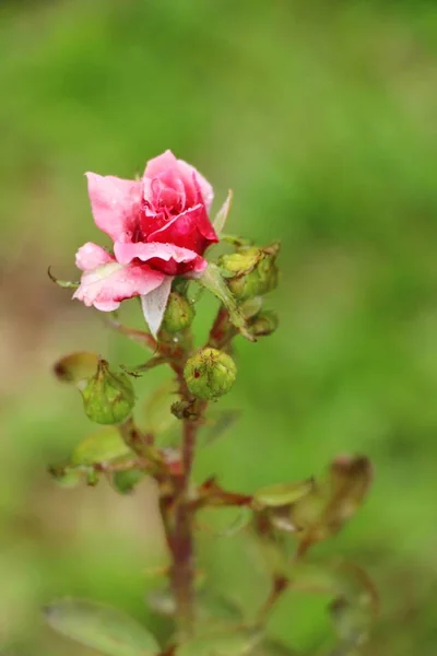 美しいバラの花が庭に咲いてください。 — ストック写真