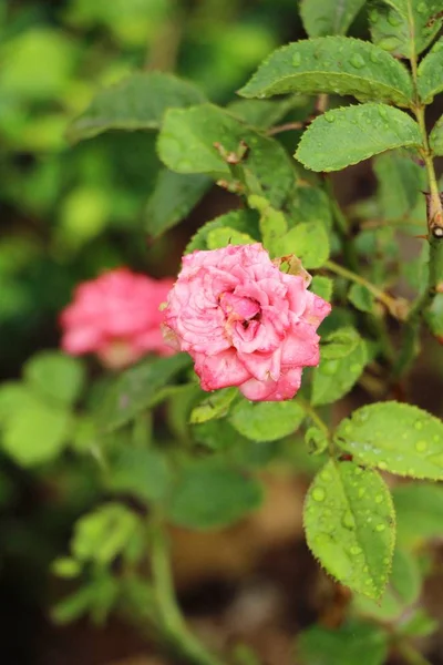 Vackra rosor blommar i trädgården — Stockfoto