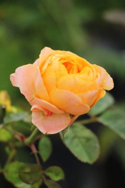 Güzel güller bahçede çiçek açan