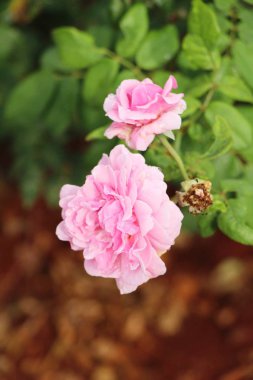 Güzel güller bahçede çiçek açan