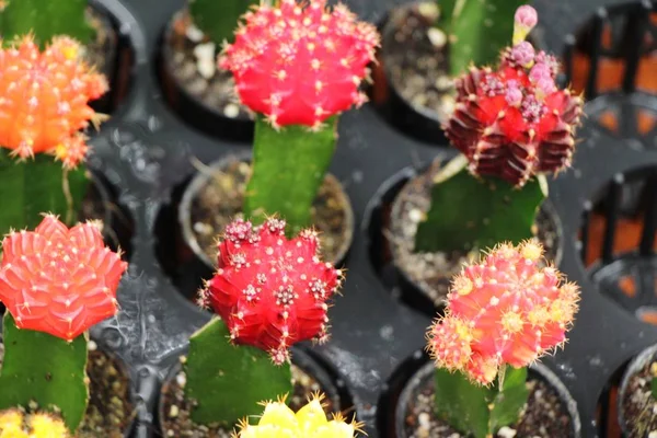 Beautiful small the cactus in the pot — Stock Photo, Image