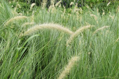 Çimen çiçekler güzel doğa