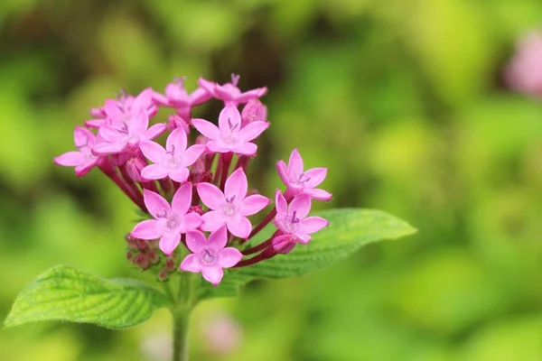 Pink flower is beauty in the garden — Stock Photo, Image