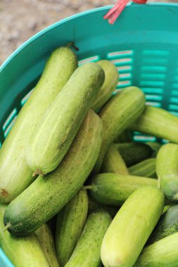 Belgili tanımlık çarşı içinde yemek pişirmek için taze salatalık