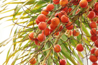 Ağaç doğa ile Palm'da tembul