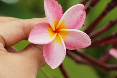 Plumeria çiçek ile güzel doğa