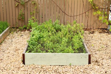 Fesleğen ağaca organik bahçe