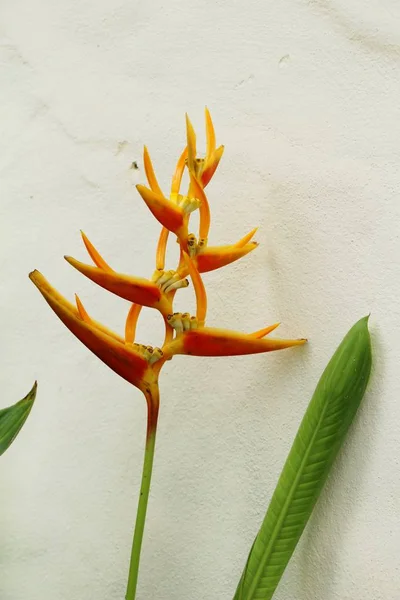 Uccello del paradiso fiore nella natura — Foto Stock