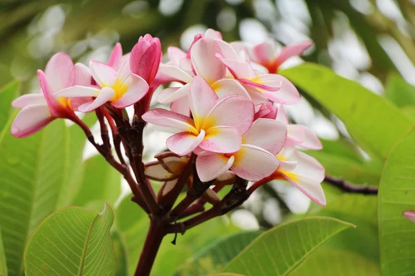 Plumeria flor con hermosa en la naturaleza —  Fotos de Stock