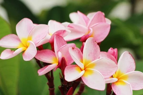 Plumeria flower with beautiful in the nature — Stock Photo, Image