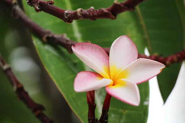 Plumeria цветок красивый на природе — стоковое фото