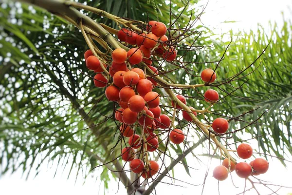 Betel palma su albero con la natura — Foto Stock